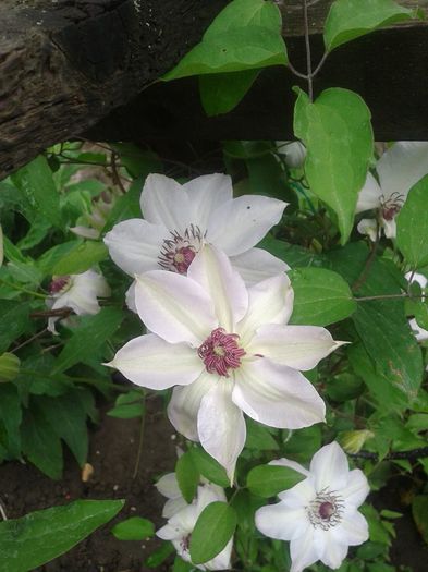 3 - clematis