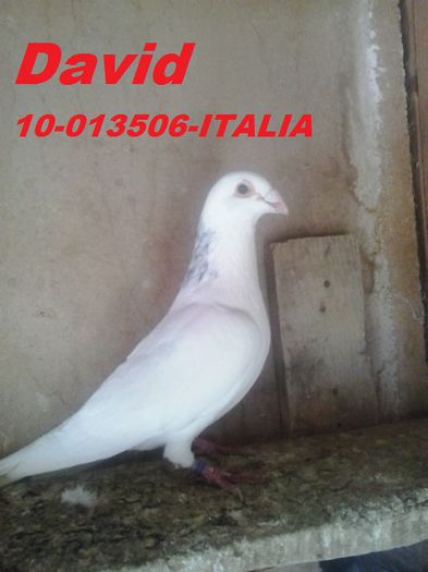 2010-013506-ITALIA - Porumbei voiajori
