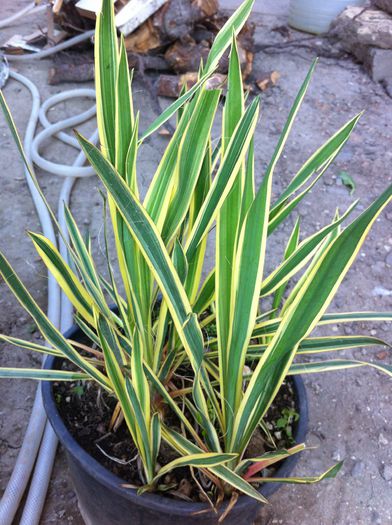 yuca gloriosa variegata