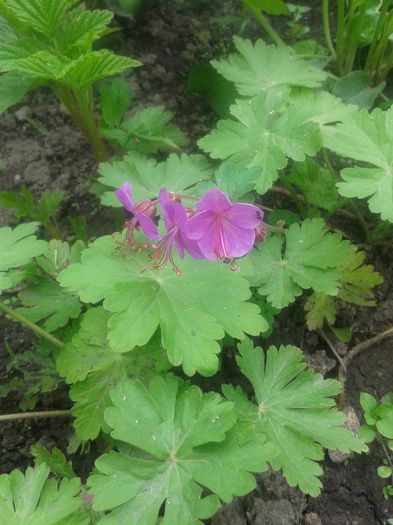 20150510_125445 - Gradina