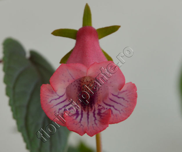 Sinningia Luc is Pink Fondant - GLOXINIA_SINNINGIA - Hibrizii mei -My hybrids