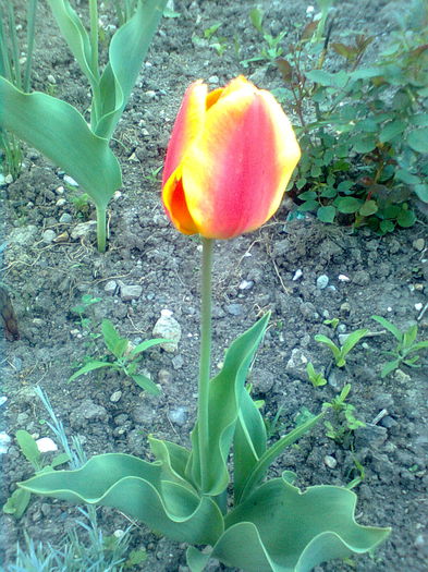 Tulipa gesneriana - LALELE - 2015