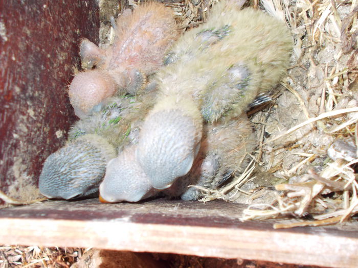 DSCN2735[1]; agapornis personata
