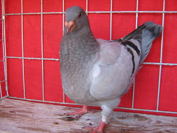 Pui-2015
