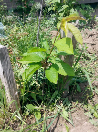 IMG_20150505_124558; Visin altoit in cires.
