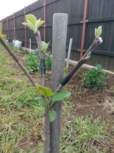 IMG_20150430_092754; Mar altoit cu mar pe doua serpate.
