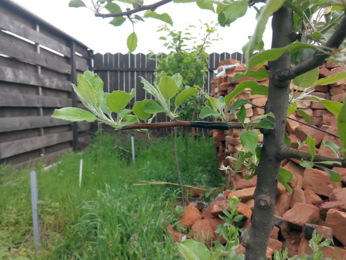 IMG_20150430_093254; Mar idared altoit pe o crenguta tot cu mar ,altoi primit.
