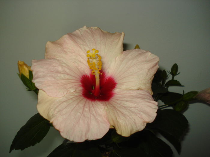 DSC00979 - HIBISCUS 2015