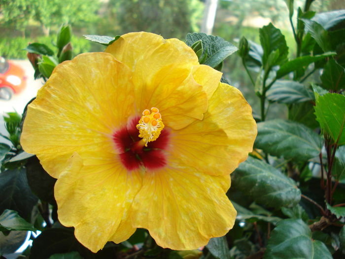 Boreas Yellow - HIBISCUS 2015