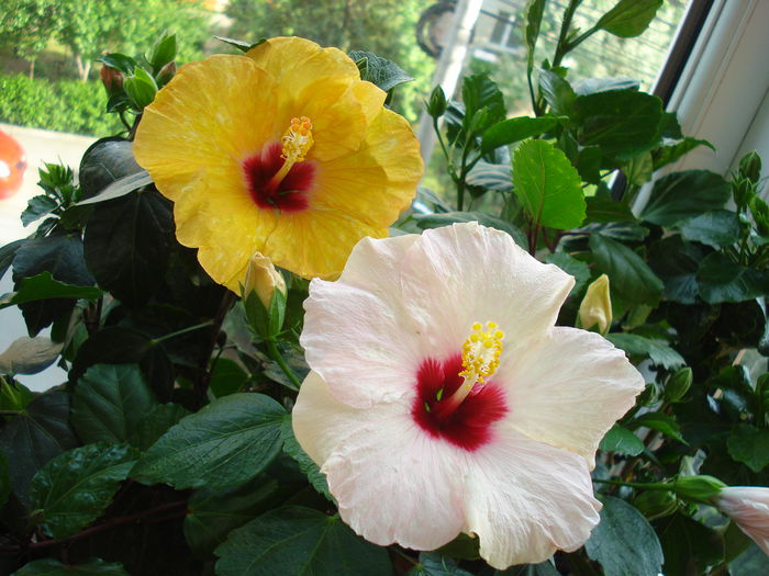 DSC00981 - HIBISCUS 2015