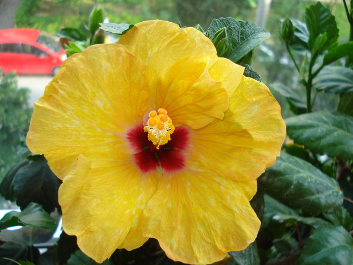 DSC00976 - Hibiscus Boreas Yellow