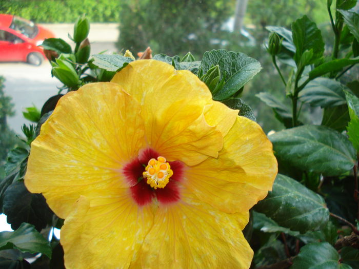 DSC00977 - Hibiscus Boreas Yellow