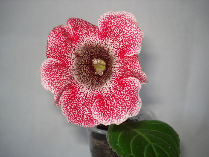 Tv Berry - GLOXINIA 2015