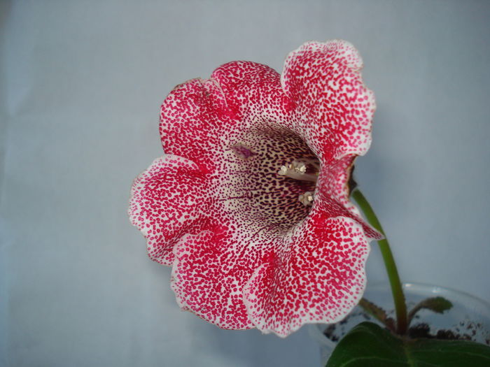 DSC00920 - GLOXINIA 2015