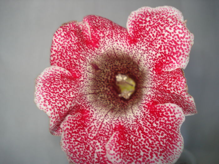 DSC00921 - GLOXINIA 2015