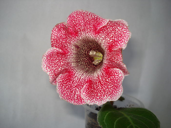 DSC00922 - GLOXINIA 2015