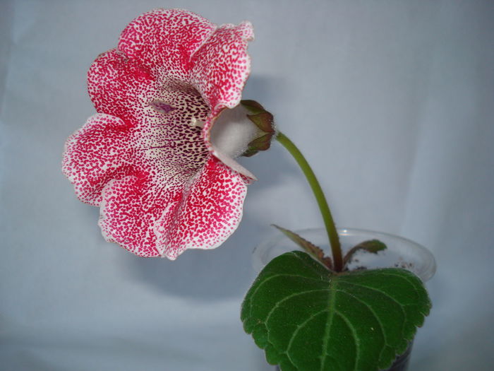 DSC00923 - GLOXINIA 2015