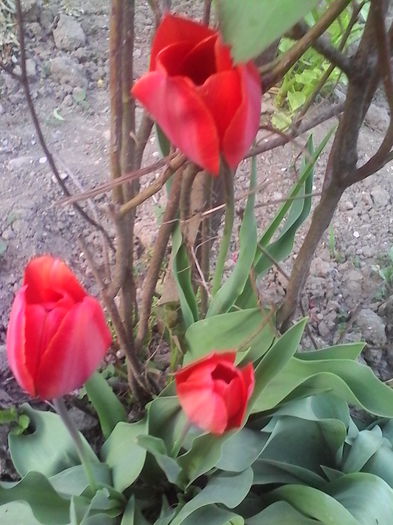 IMG_20150426_193616 - Florilemele2013