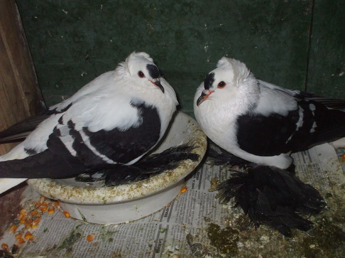 DSCF4101 - RANDUNELE MATCA 2015