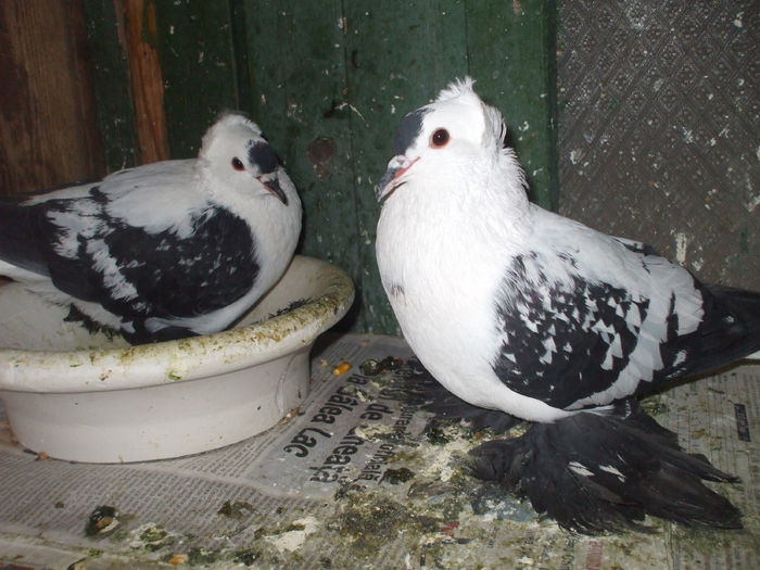 DSCF4103 - RANDUNELE MATCA 2015