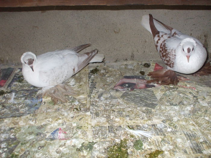 DSCF4104 - RANDUNELE MATCA 2015