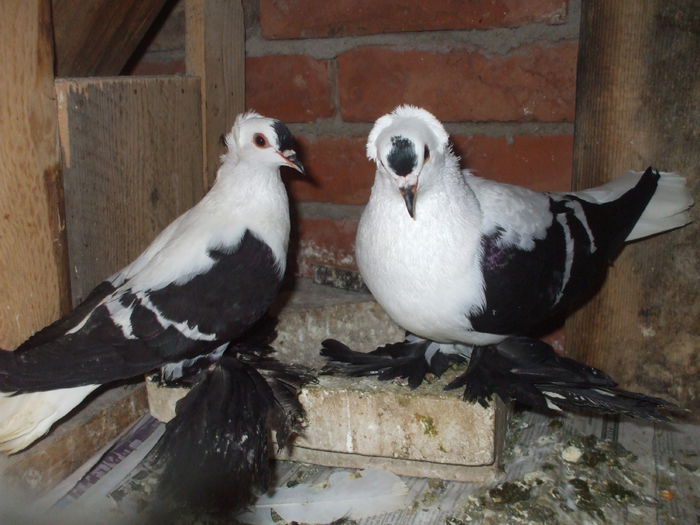 DSCF4105 - RANDUNELE MATCA 2015