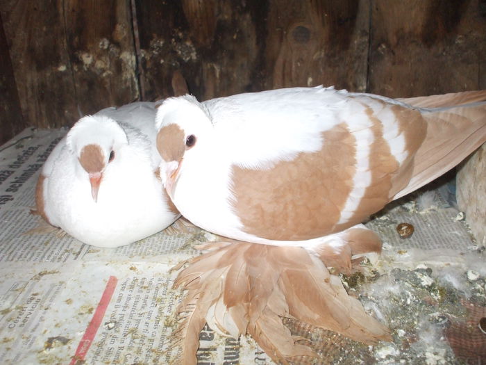 DSCF4106 - RANDUNELE MATCA 2015