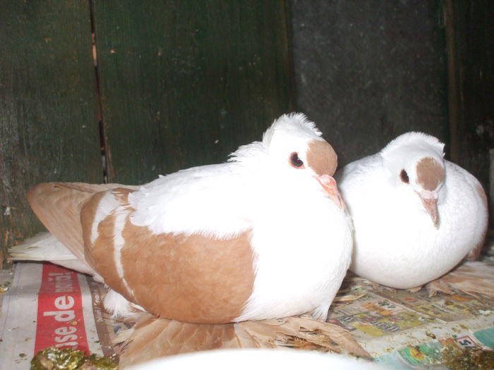 DSCF4108 - RANDUNELE MATCA 2015