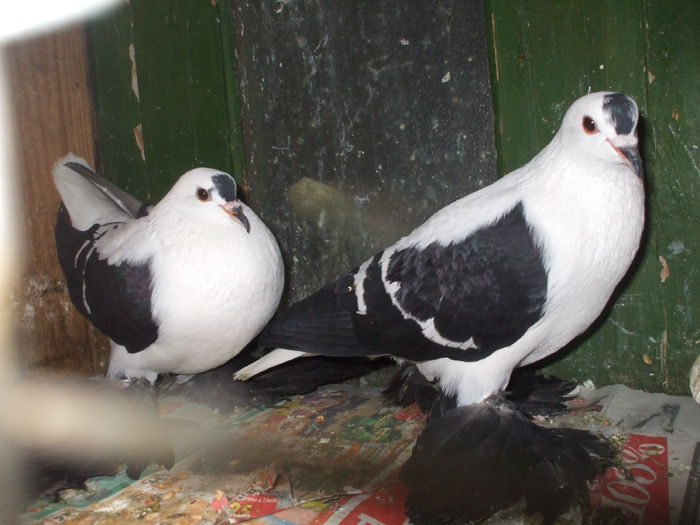 DSCF4109 - RANDUNELE MATCA 2015