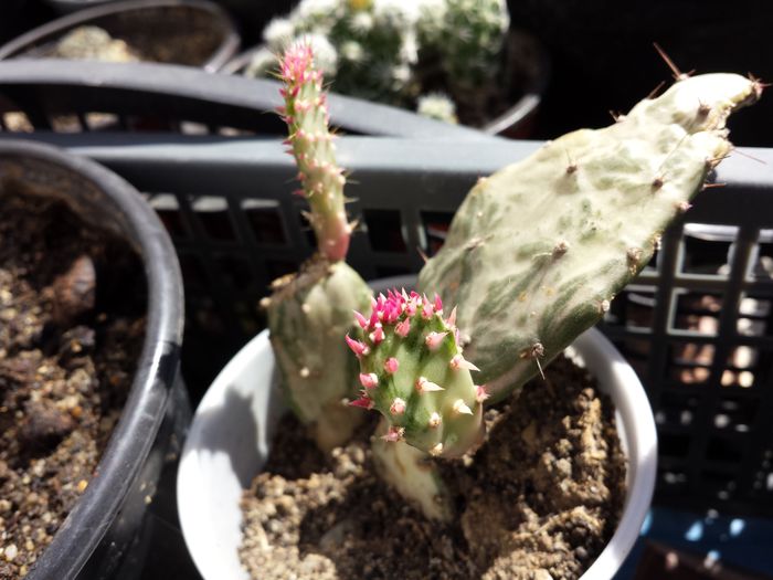 114 - Cactusi - 2015