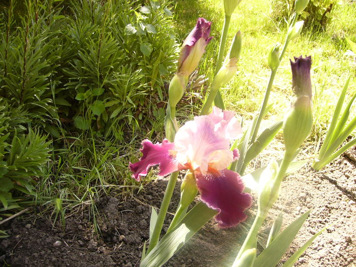 Iris Latin Lover