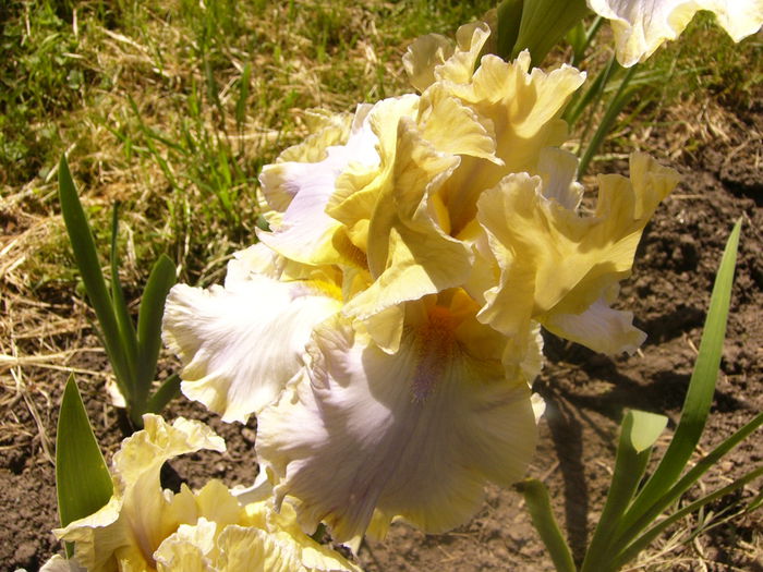 Iris Mutted Melody