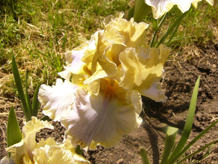 P1230437 - ANUL 2015