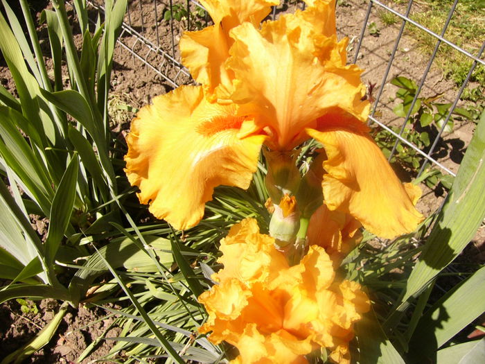 Iris Sky Fire