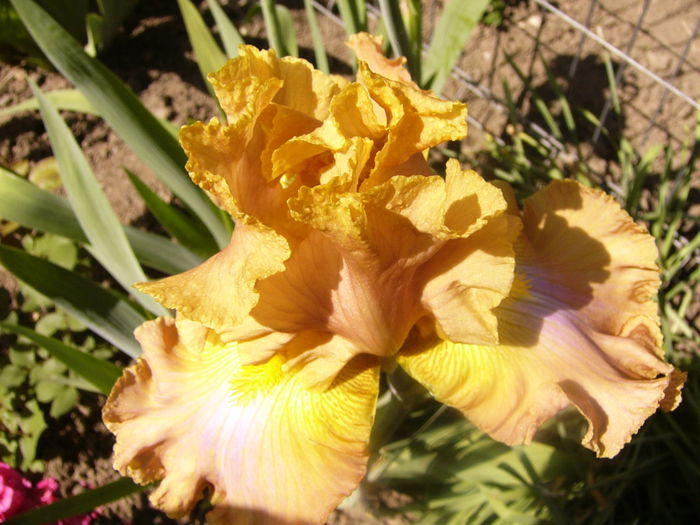Iris Sheer Poetry