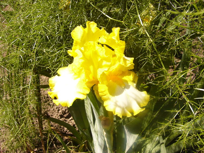 Iris Fringe of Gold