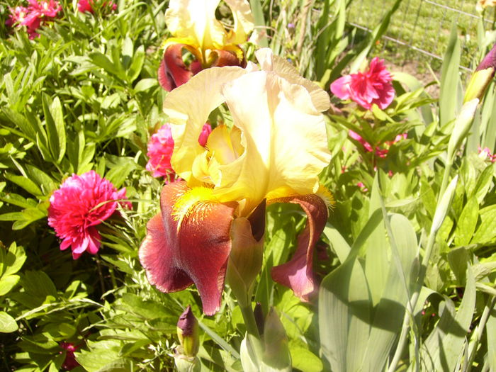 Iris Rabelais