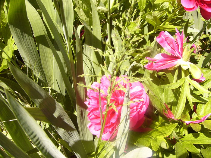 P1230456