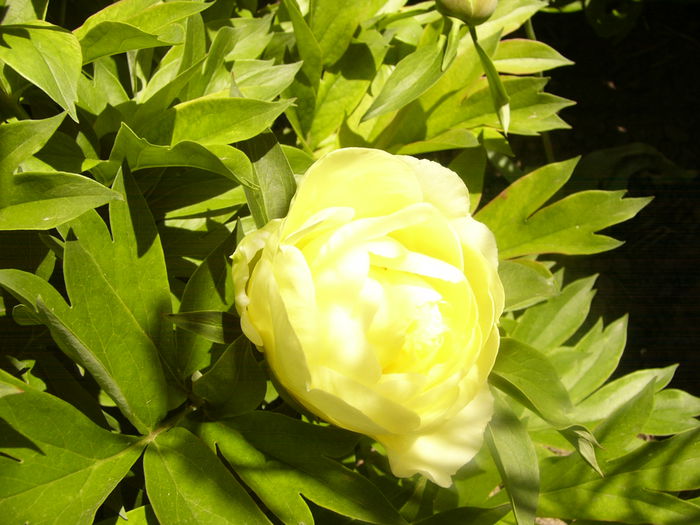 Bujor Itoh-Bartzela- - ANUL 2015