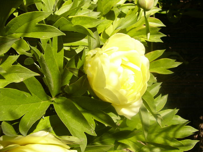 P1230467 - ANUL 2015
