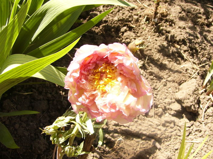 P1230470