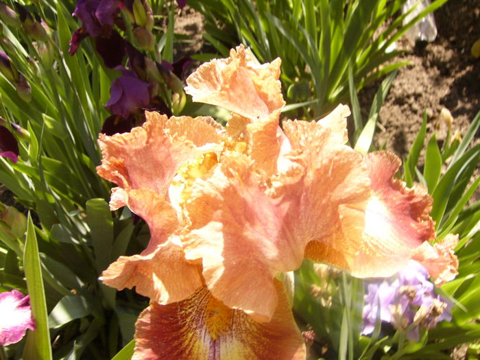 Iris Highland Chief - ANUL 2015