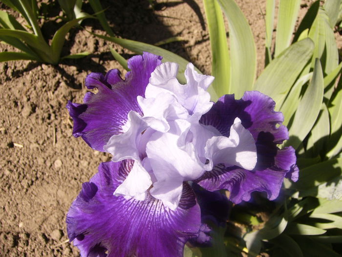 Iris World Premier - ANUL 2015