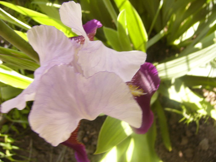 P1230485 - ANUL 2015