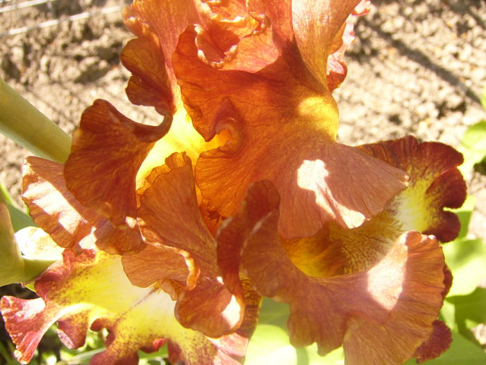 P1230489 - ANUL 2015