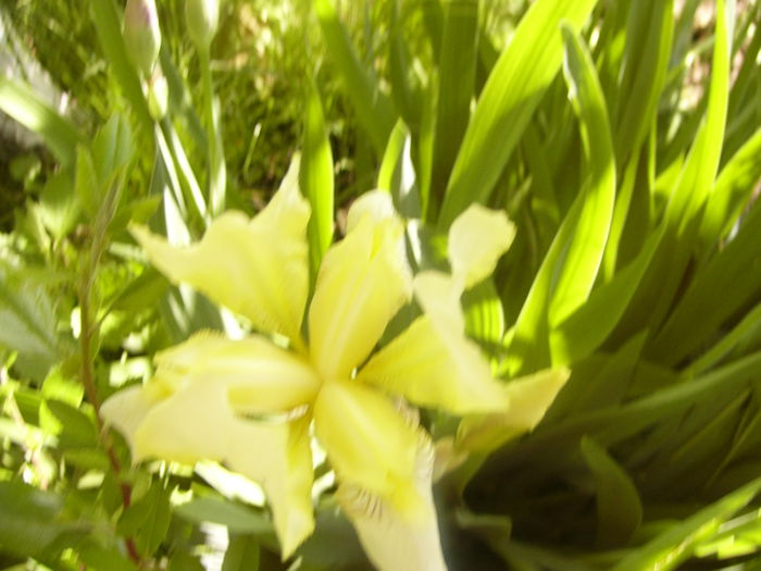 Iris Yellow Lime - ANUL 2015
