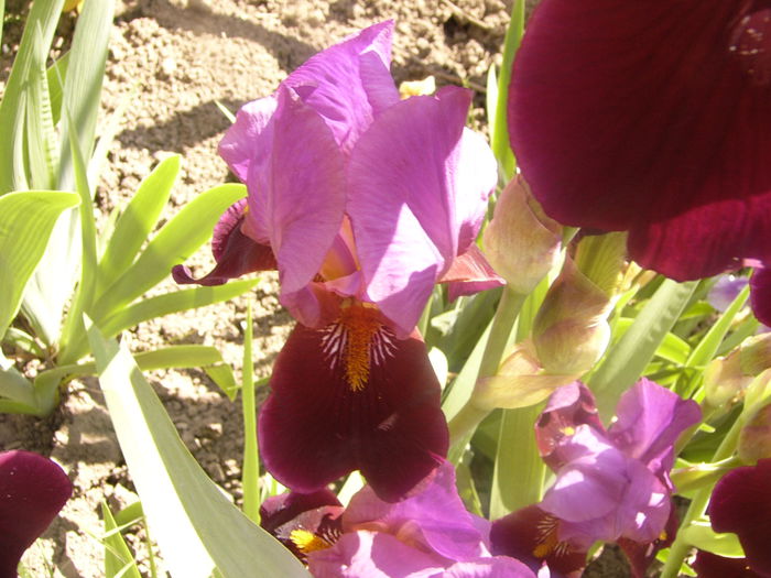 Iris Baccante