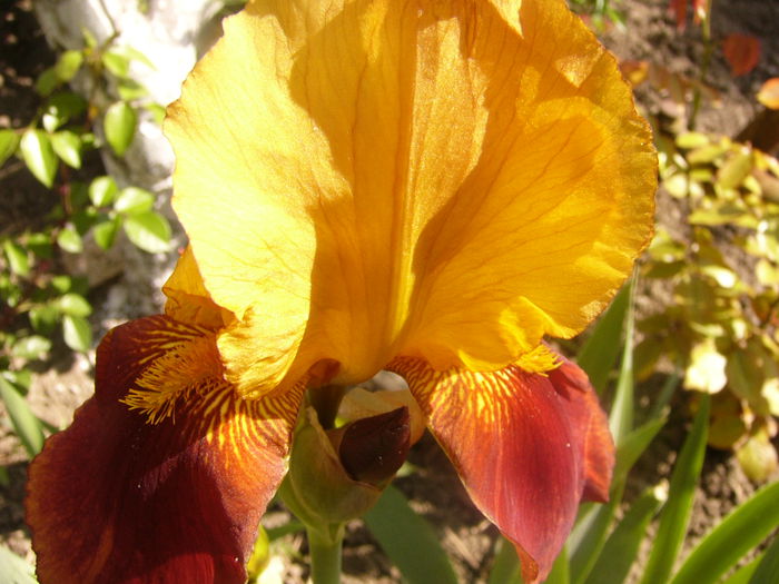 Iris Guy Leron