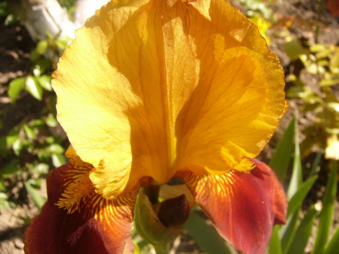 Iris Guy Leron - ANUL 2015