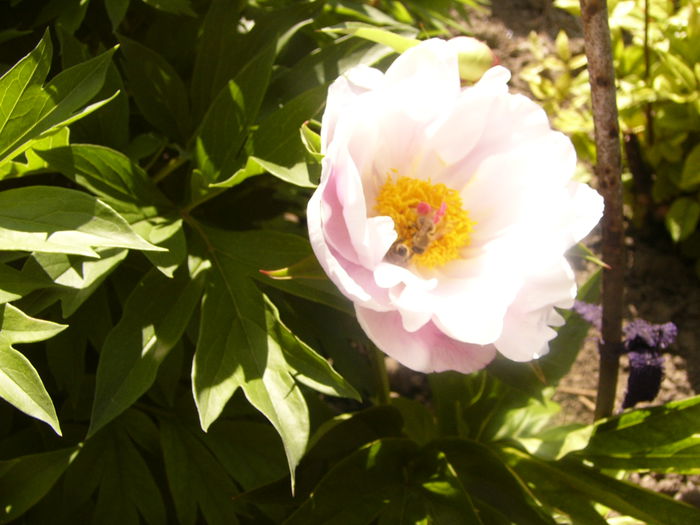 P1230502 - ANUL 2015